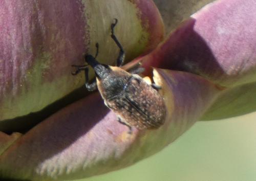 Réf. 316 052 : Larinus ochreatus